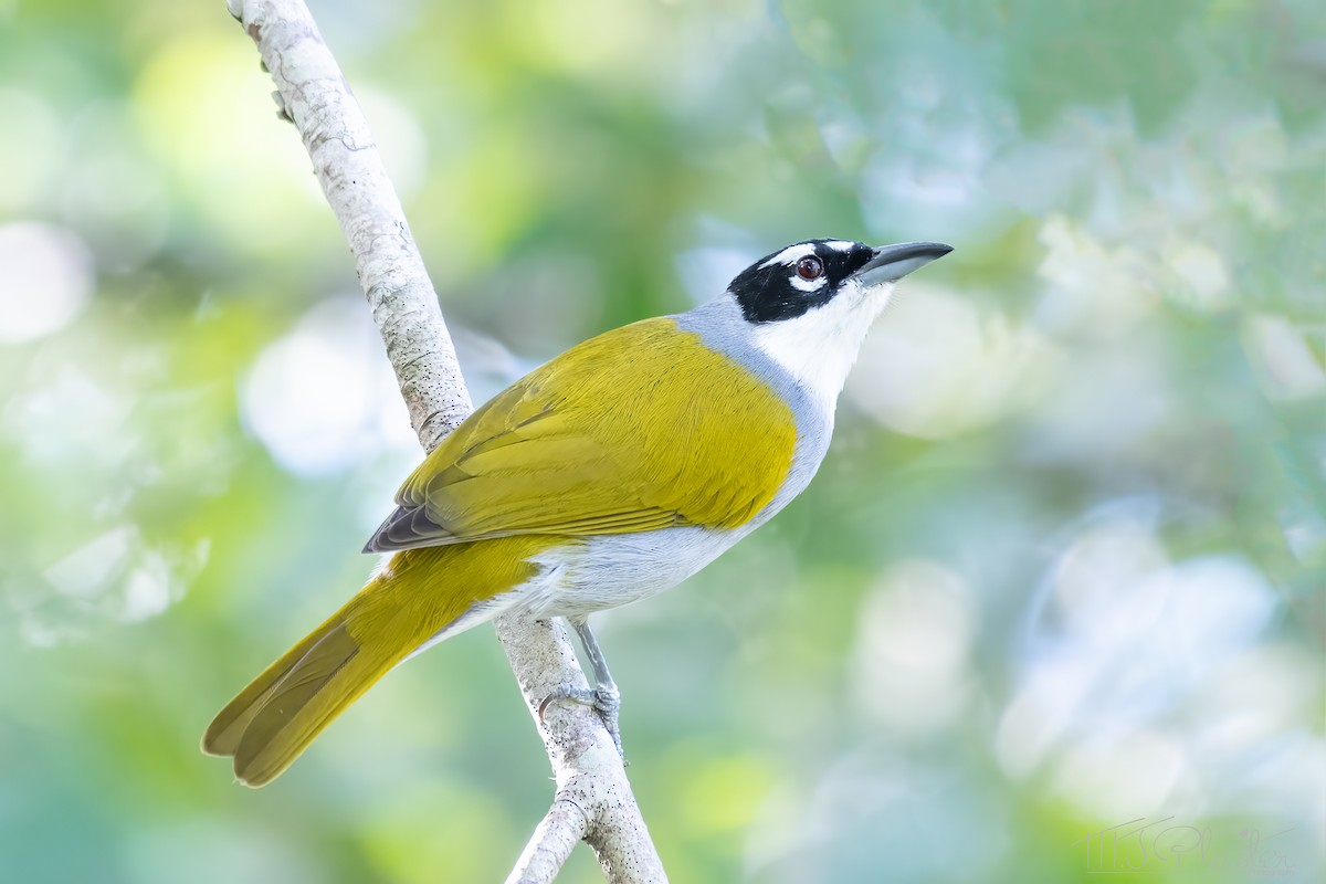 Black-crowned Palm-Tanager - ML612836359