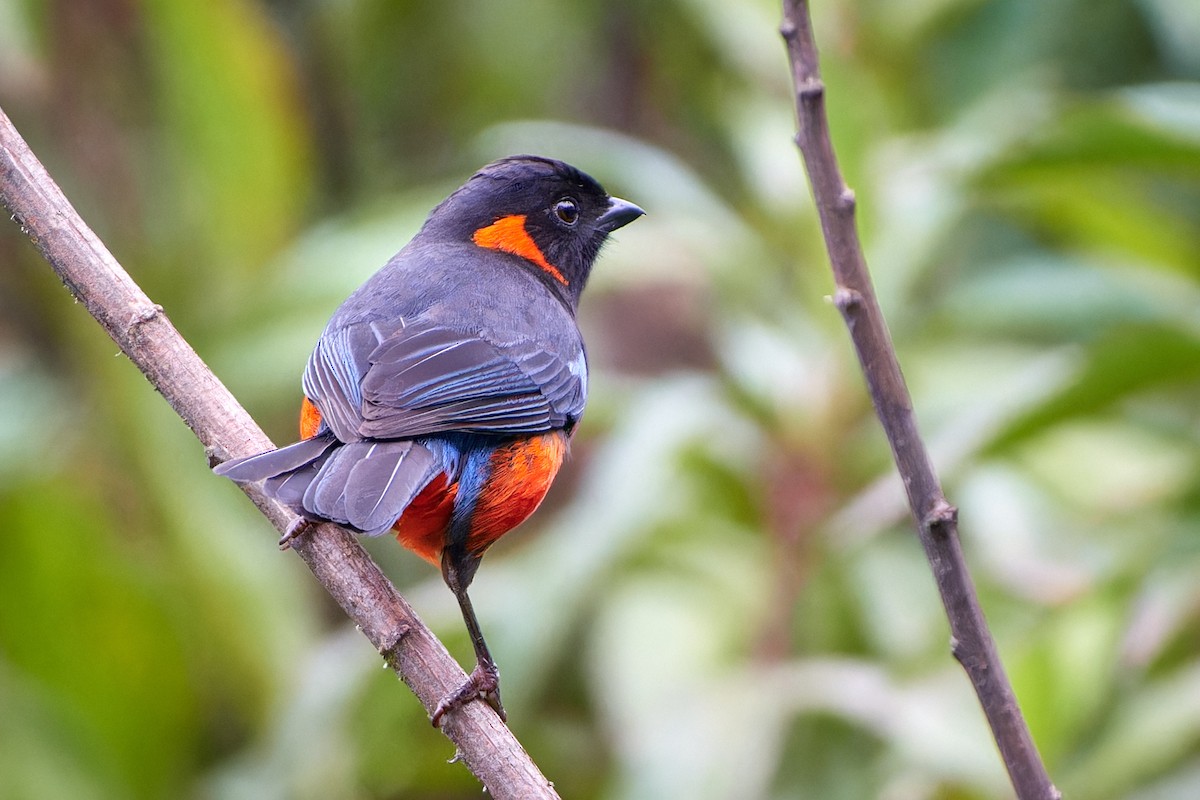 Scarlet-bellied Mountain Tanager - ML612836429