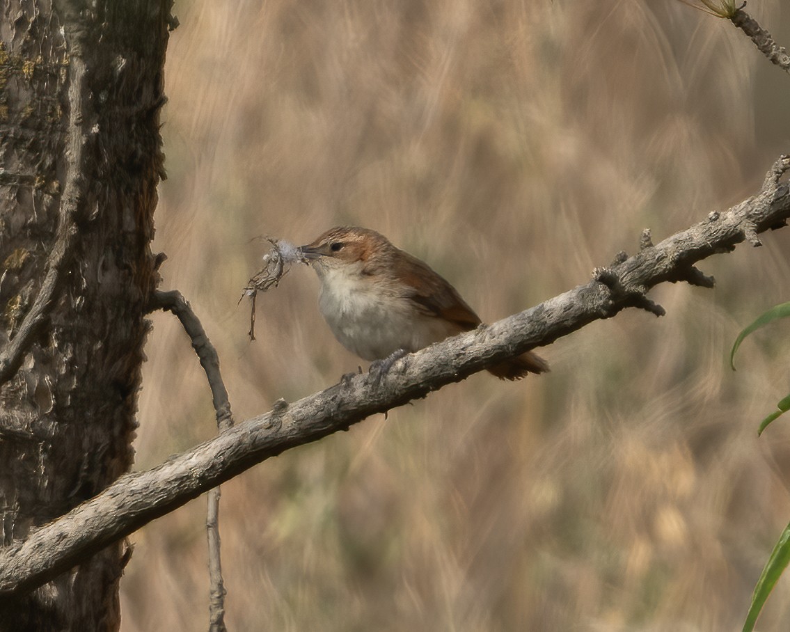 Spot-breasted Thornbird - ML612836851