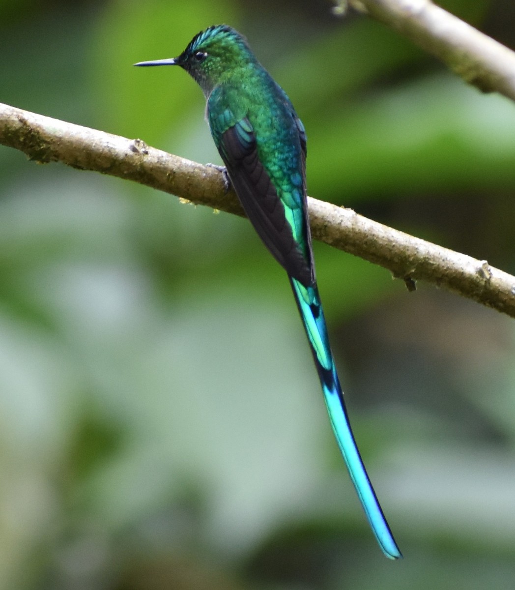 Long-tailed Sylph - ML612837124