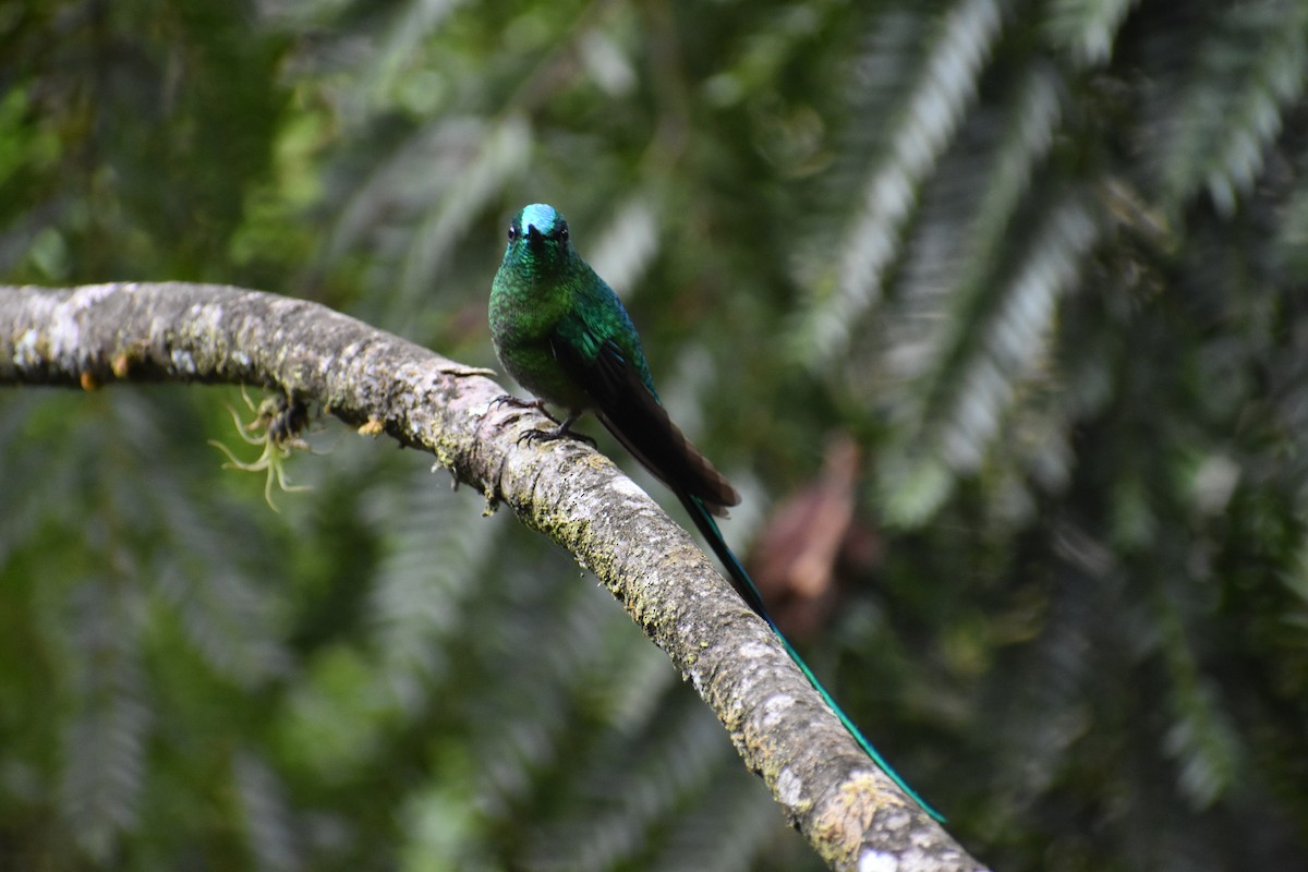 Long-tailed Sylph - ML612837126