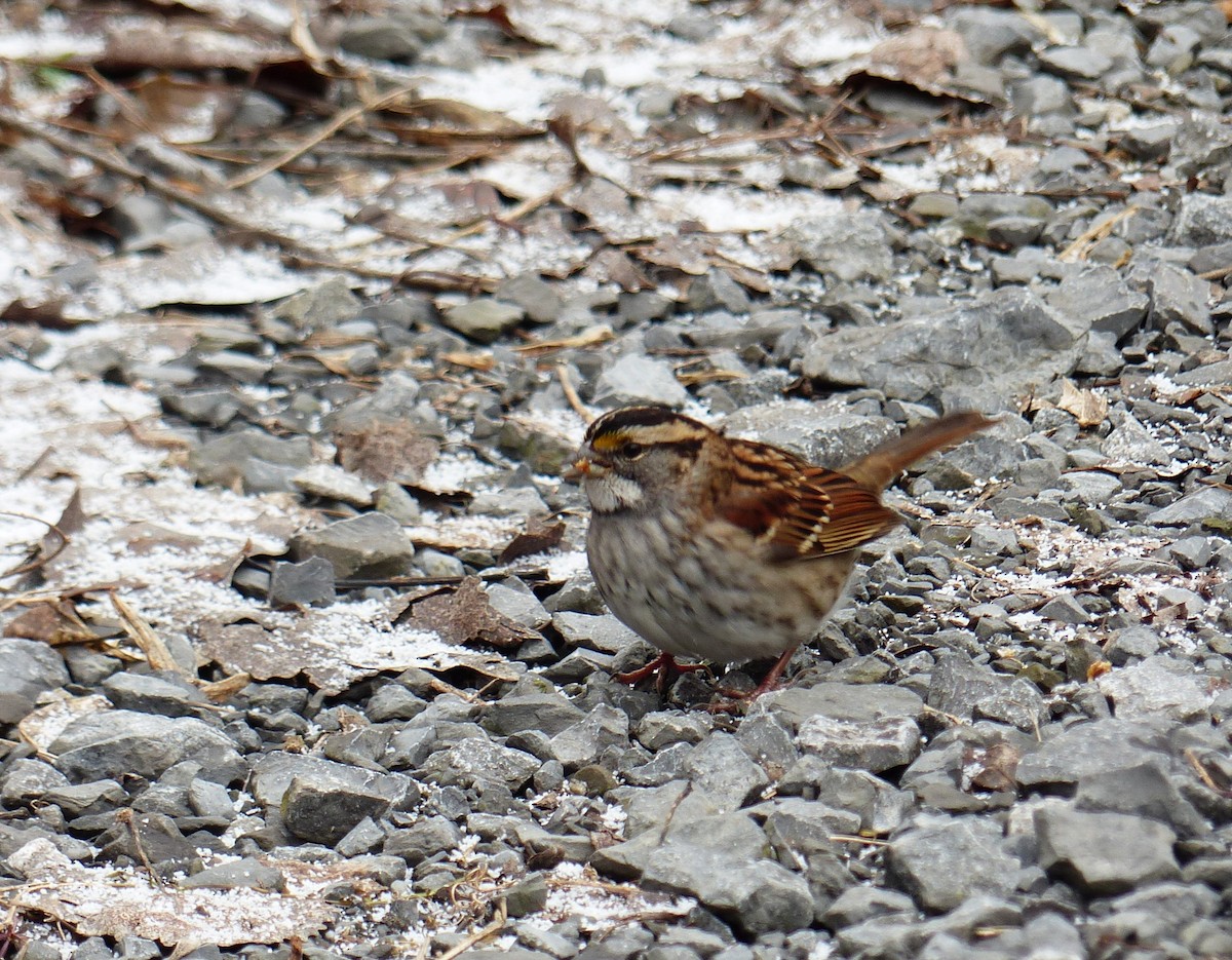 White-throated Sparrow - ML612837167