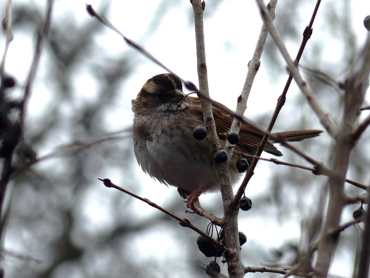 White-throated Sparrow - ML612837168
