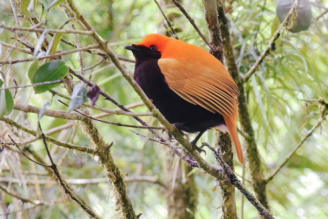  - Crested Satinbird - 