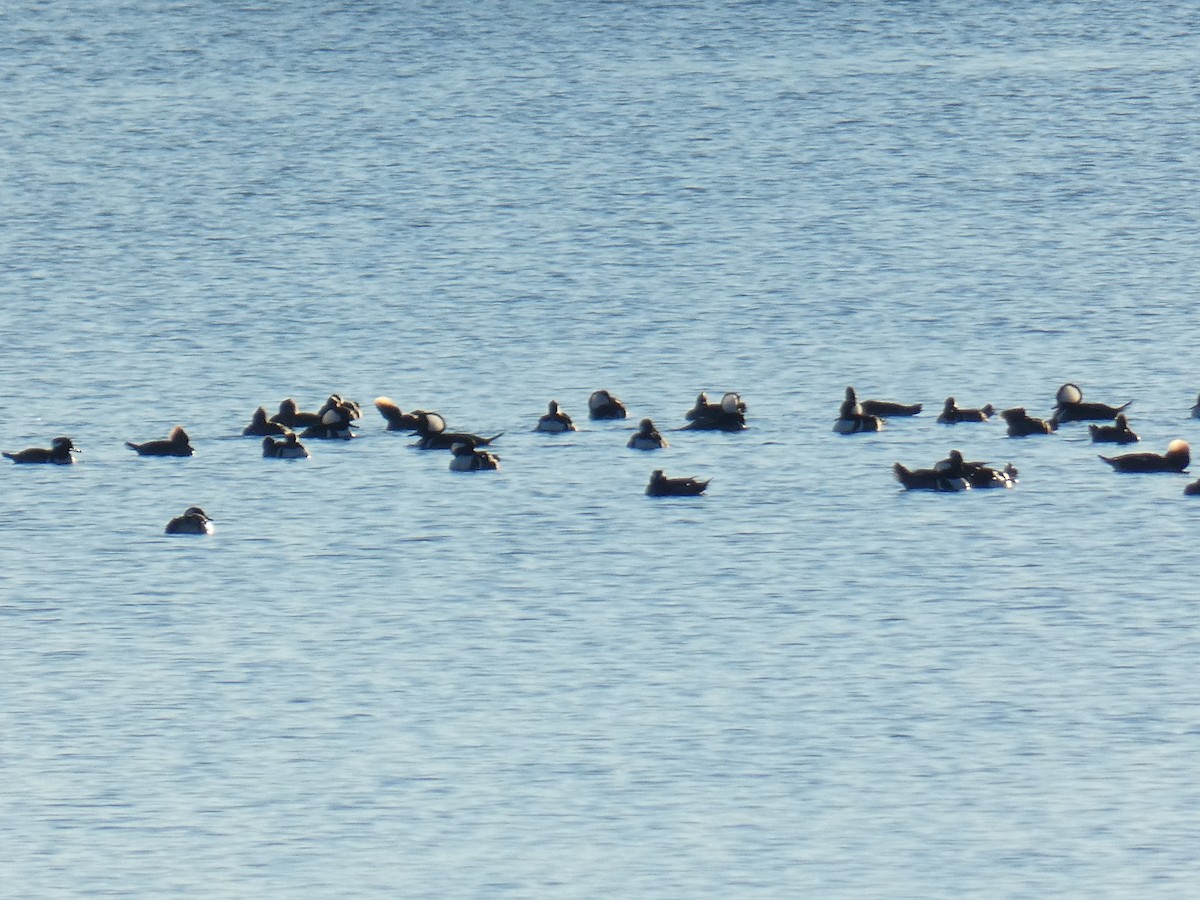 Ebird Checklist Dec Sterling Sp Species