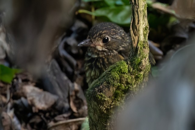 Scaled Antpitta