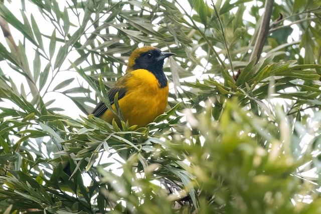 Bar-winged Oriole