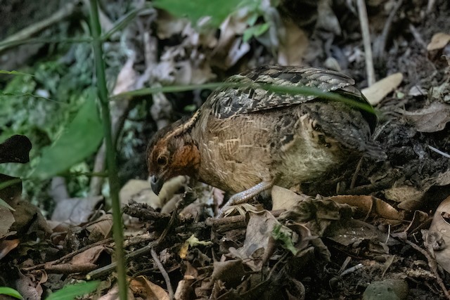 Singing Quail