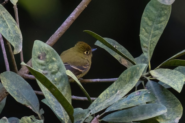 Yellowish Flycatcher