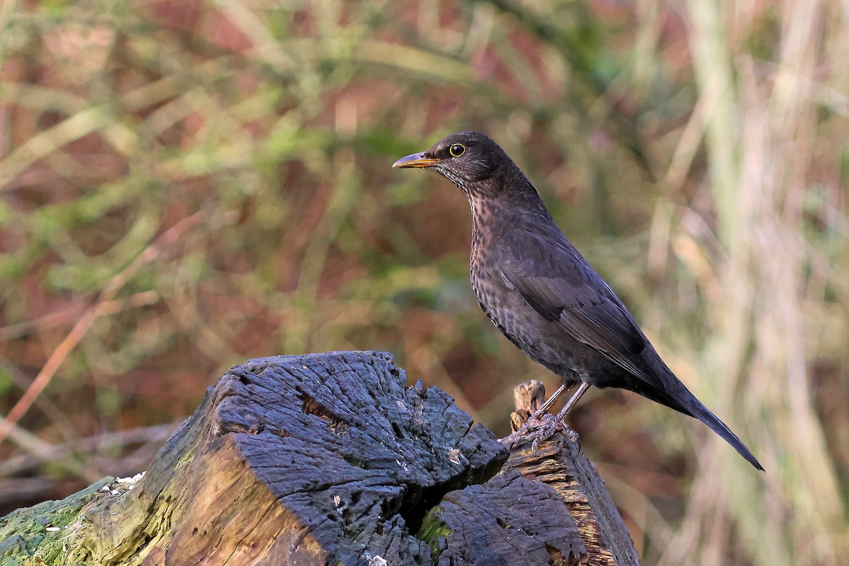 Eurasian Blackbird - ML612837884