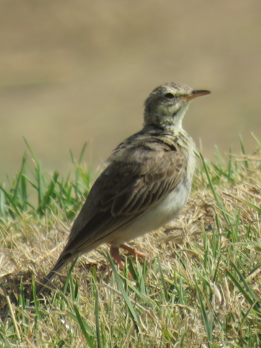 African Pipit (African) - ML612838146