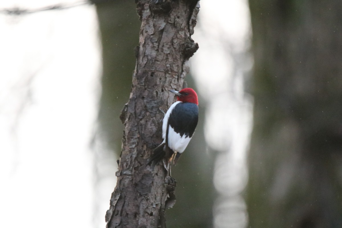 Red-headed Woodpecker - Andrew E and Rebecca A Steinmann