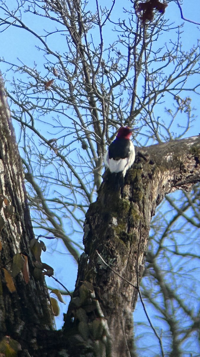 Red-headed Woodpecker - ML612838213