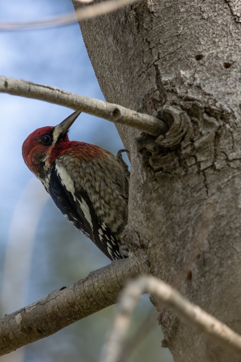 Red-breasted Sapsucker - ML612838290