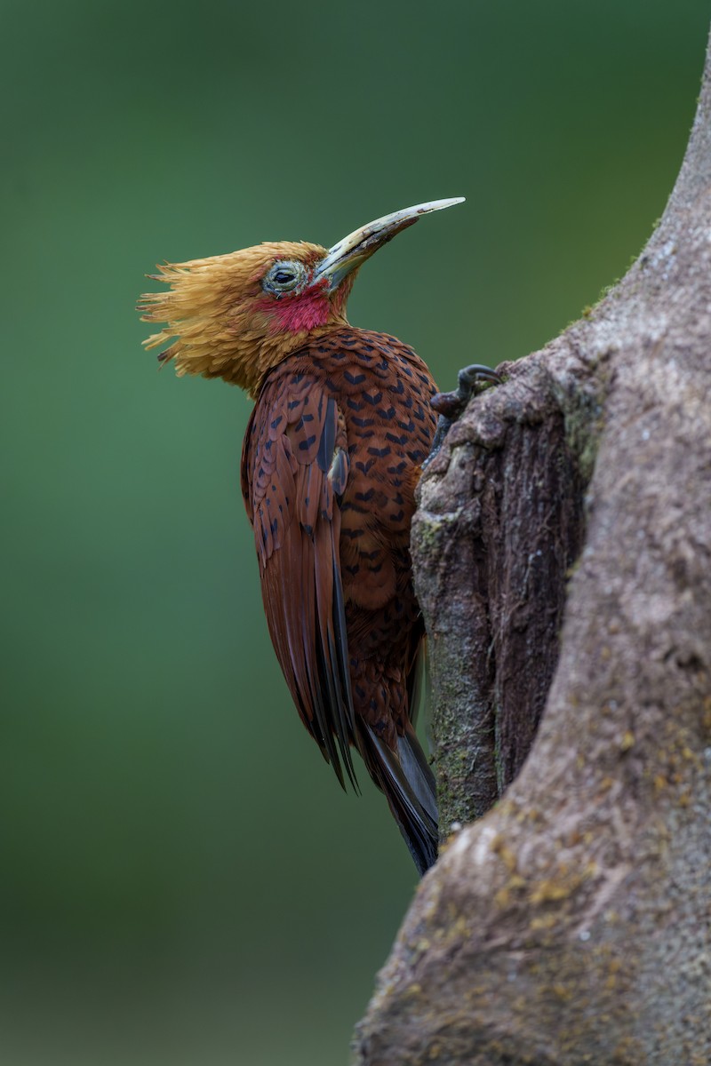 Chestnut-colored Woodpecker - ML612838833