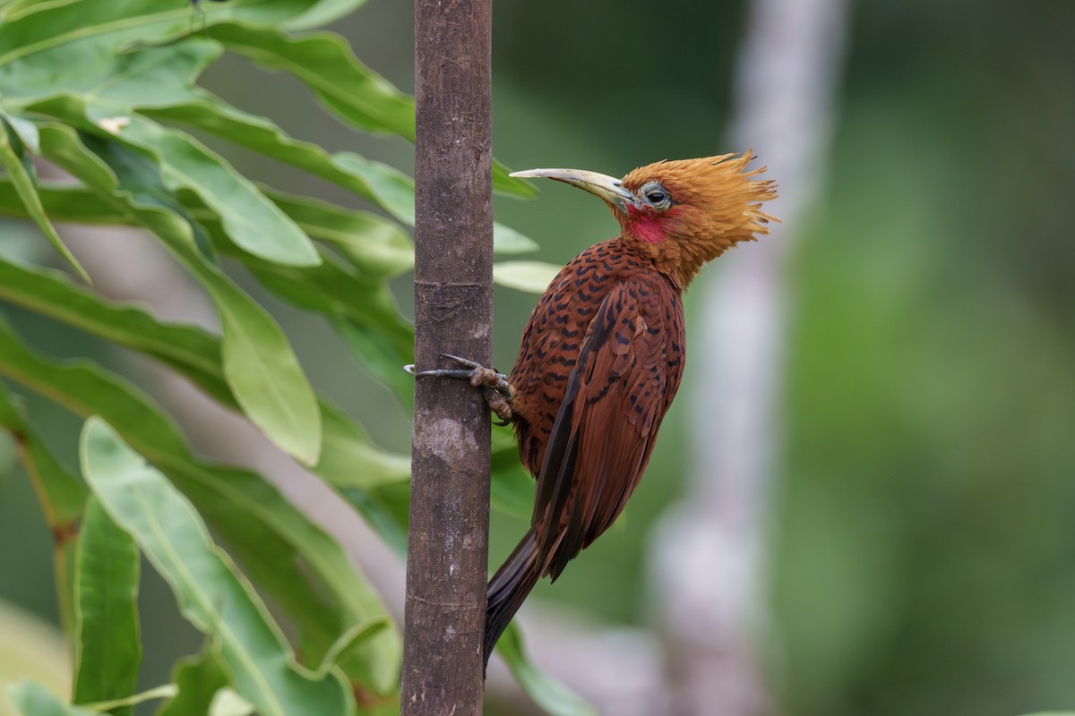 Chestnut-colored Woodpecker - ML612838834