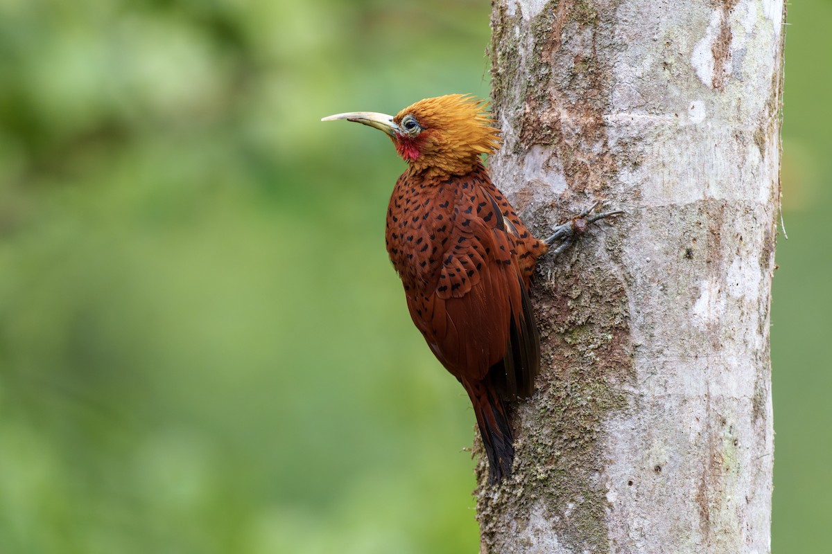 Chestnut-colored Woodpecker - ML612838835