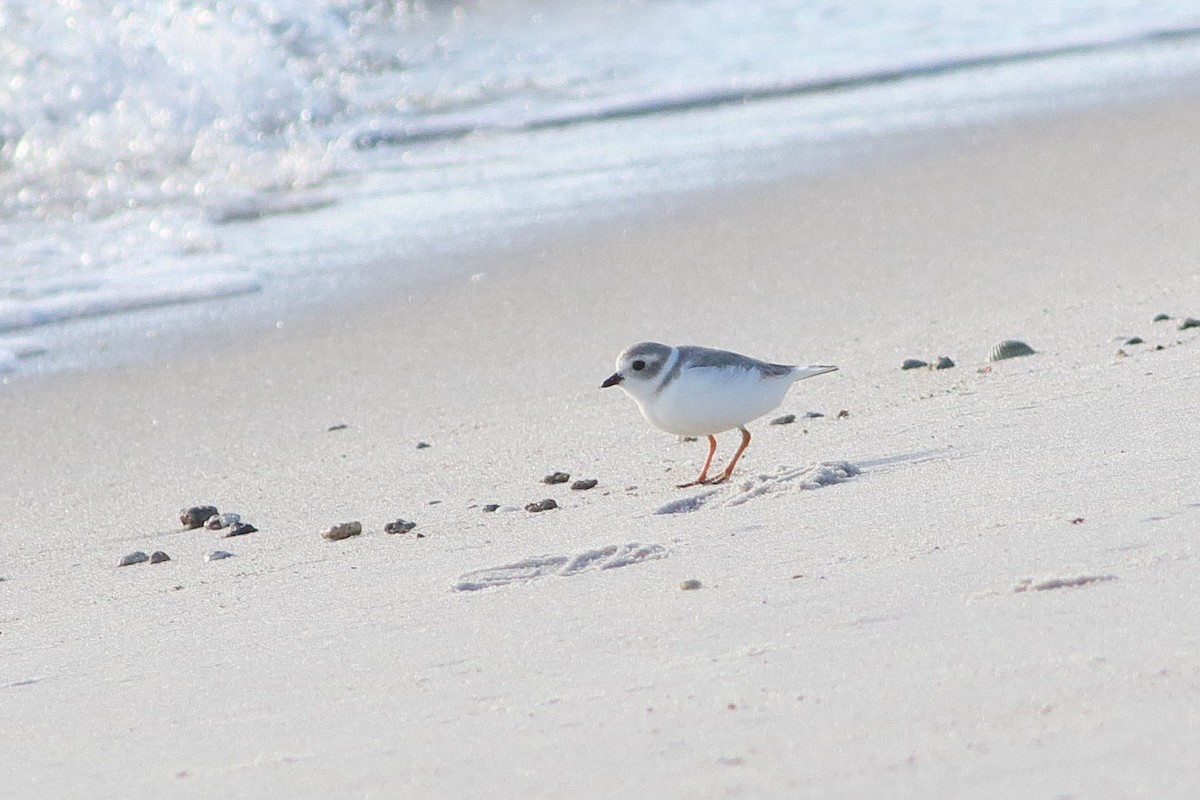 Piping Plover - ML612838945