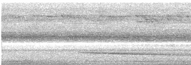 Сипуха темно-бура (підвид tenebricosa/arfaki) - ML612839254
