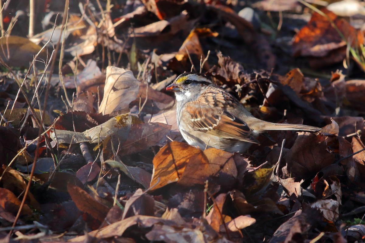 White-throated Sparrow - ML612839431