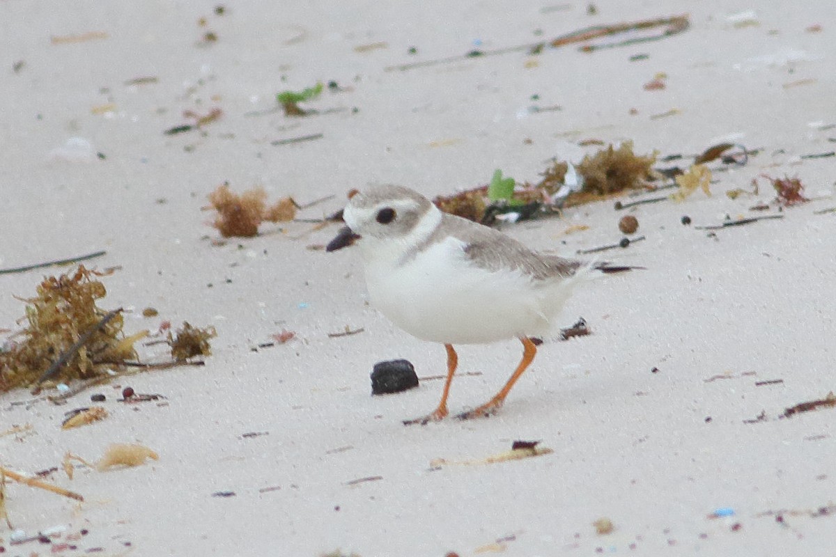 Piping Plover - ML612839495