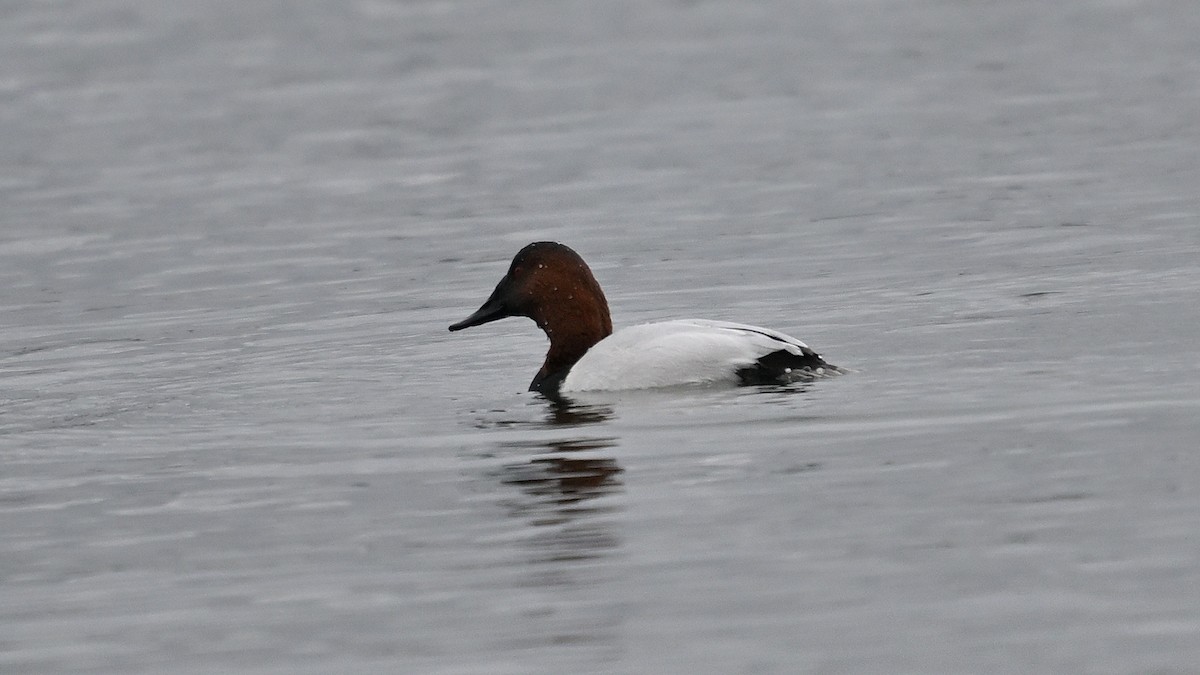 ebird-checklist-30-dec-2023-burlington-lasalle-park-marina-25