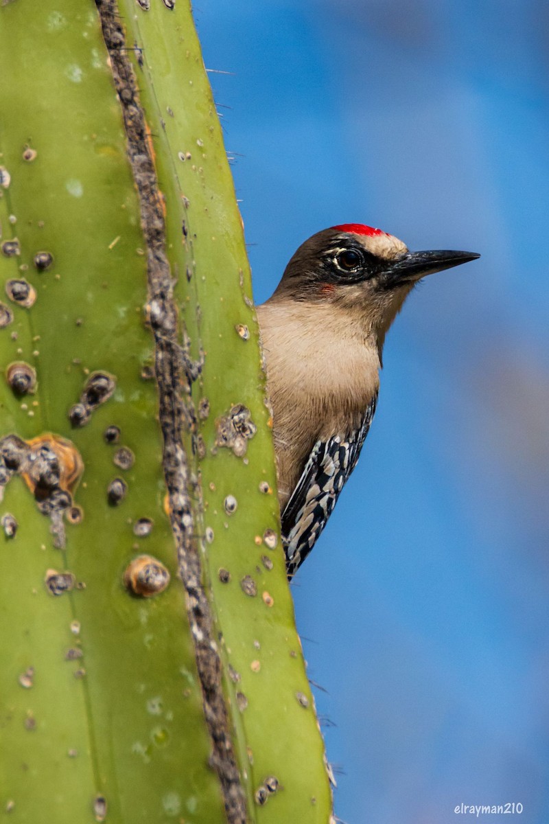 Gray-breasted Woodpecker - ML612839528