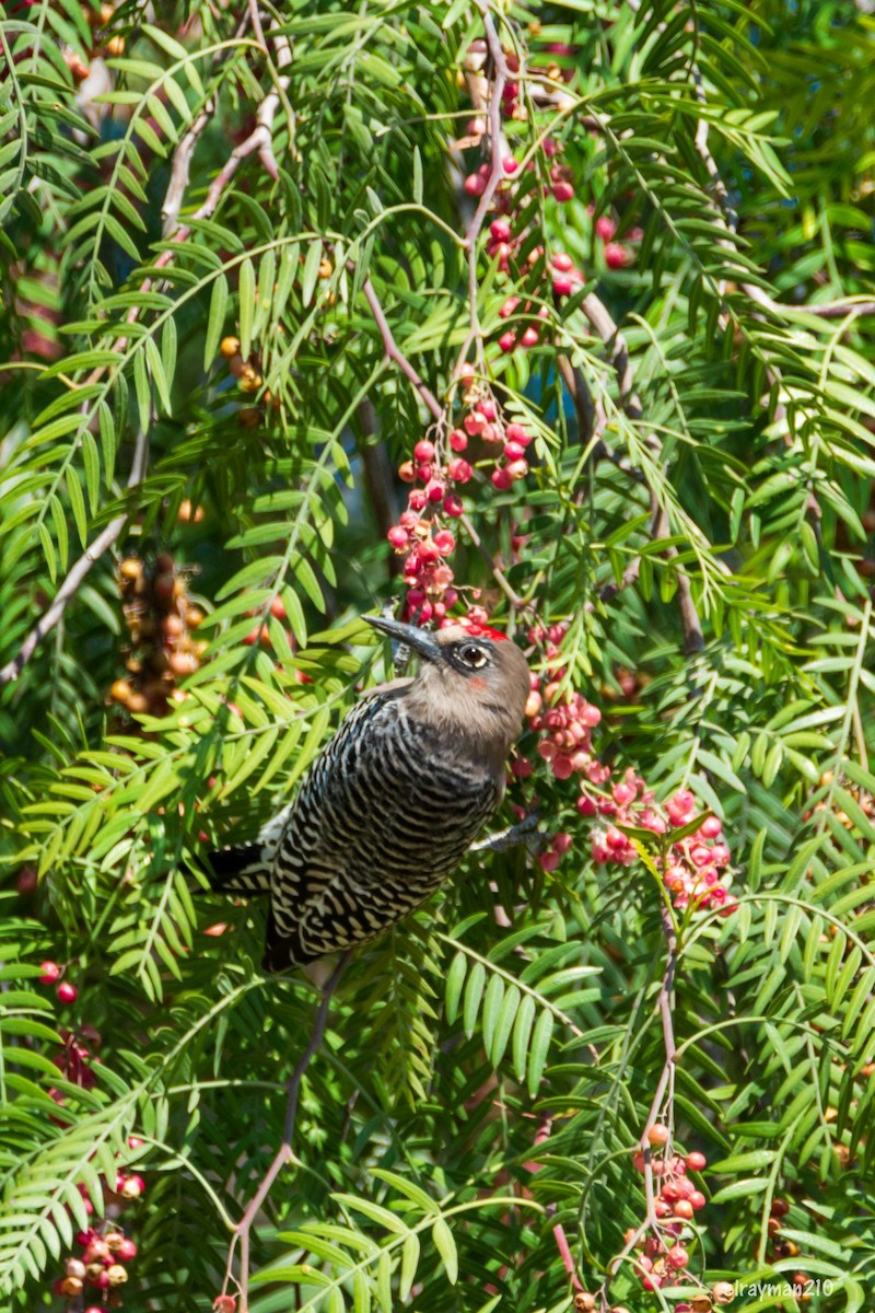 Gray-breasted Woodpecker - ML612839529