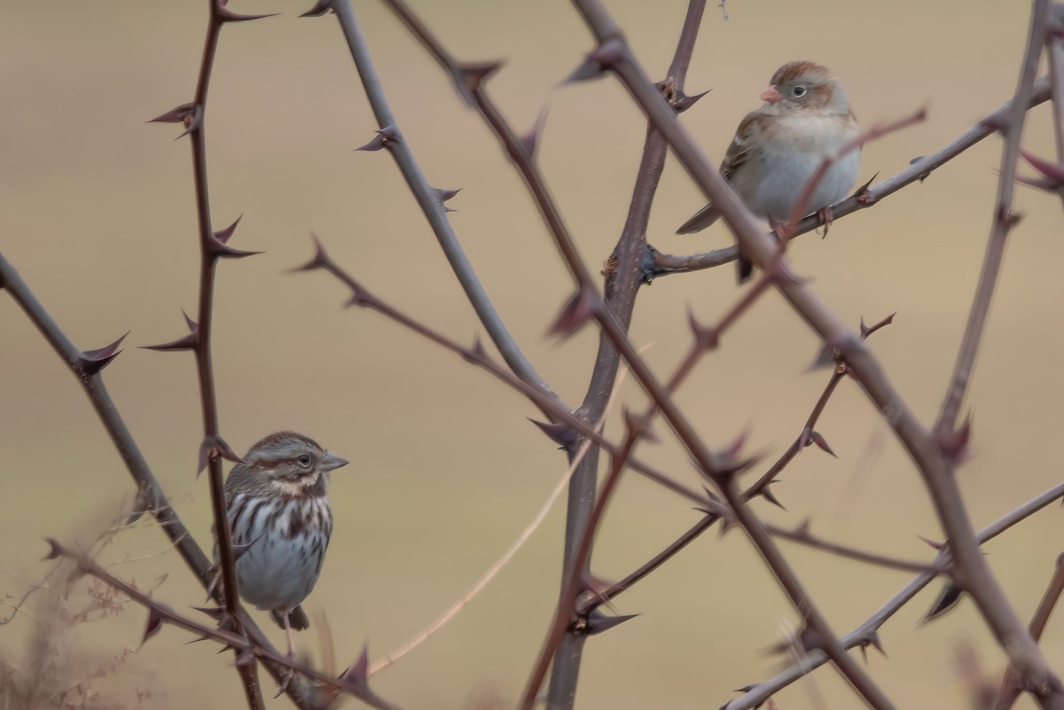 Song Sparrow - Gale VerHague