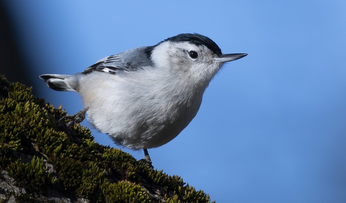 White-breasted Nuthatch - ML612839702