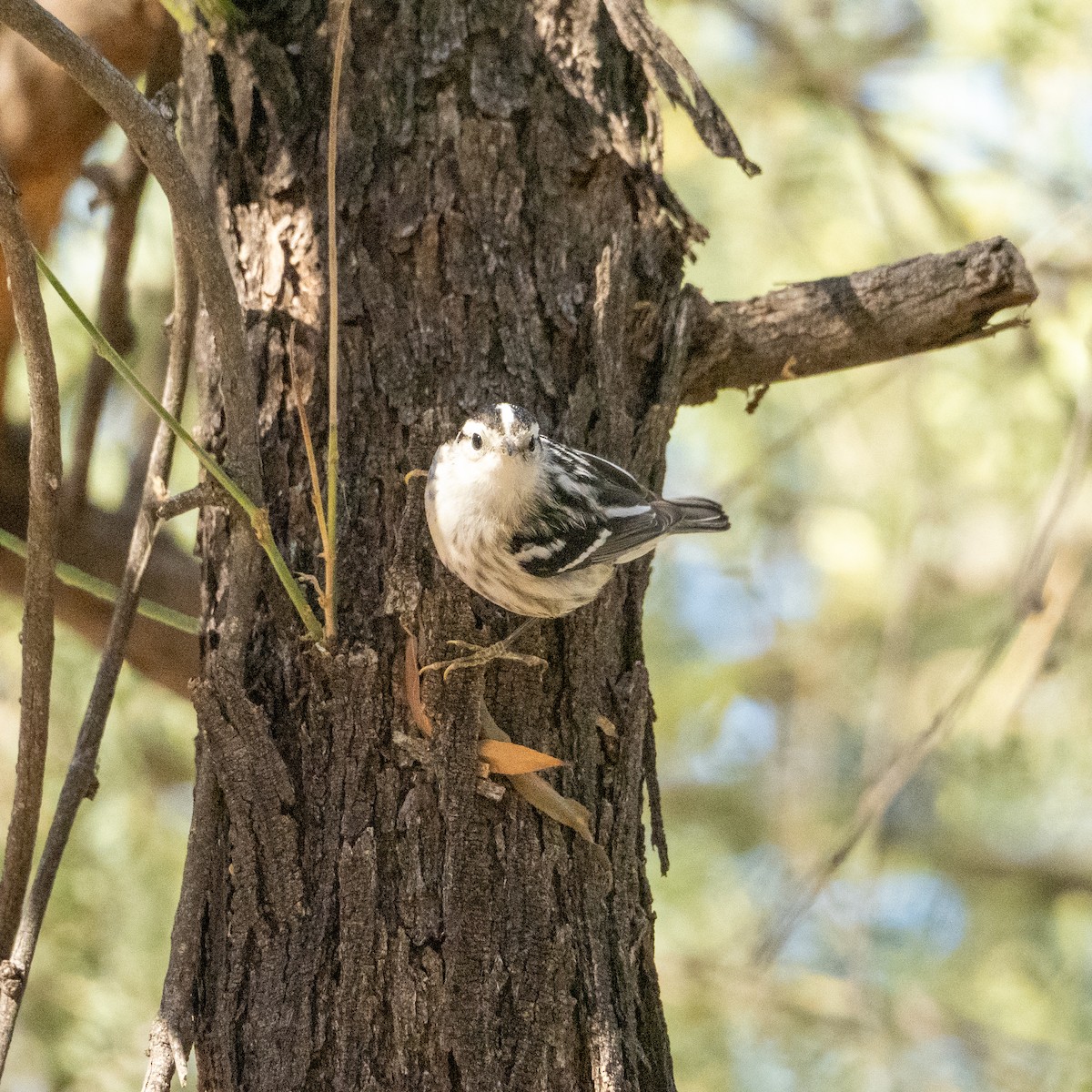 Black-and-white Warbler - ML612839926