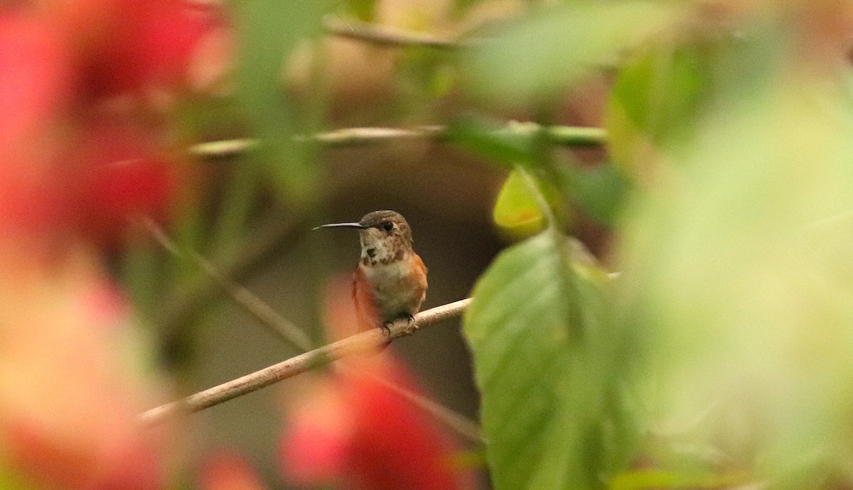 Rufous Hummingbird - Omar Paez