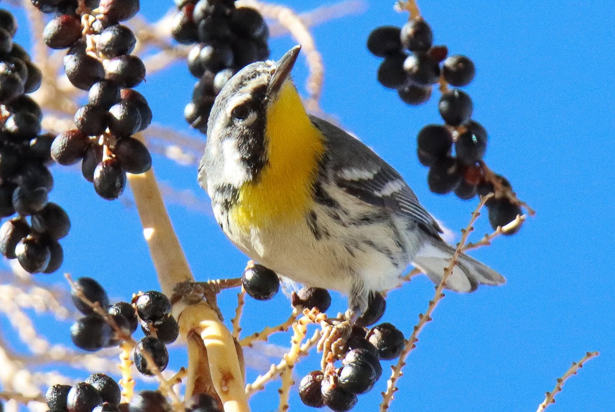 Yellow-throated Warbler - Ryan Mahon