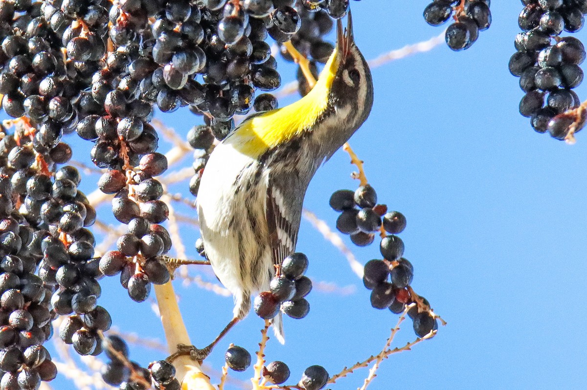 Yellow-throated Warbler - ML612840162