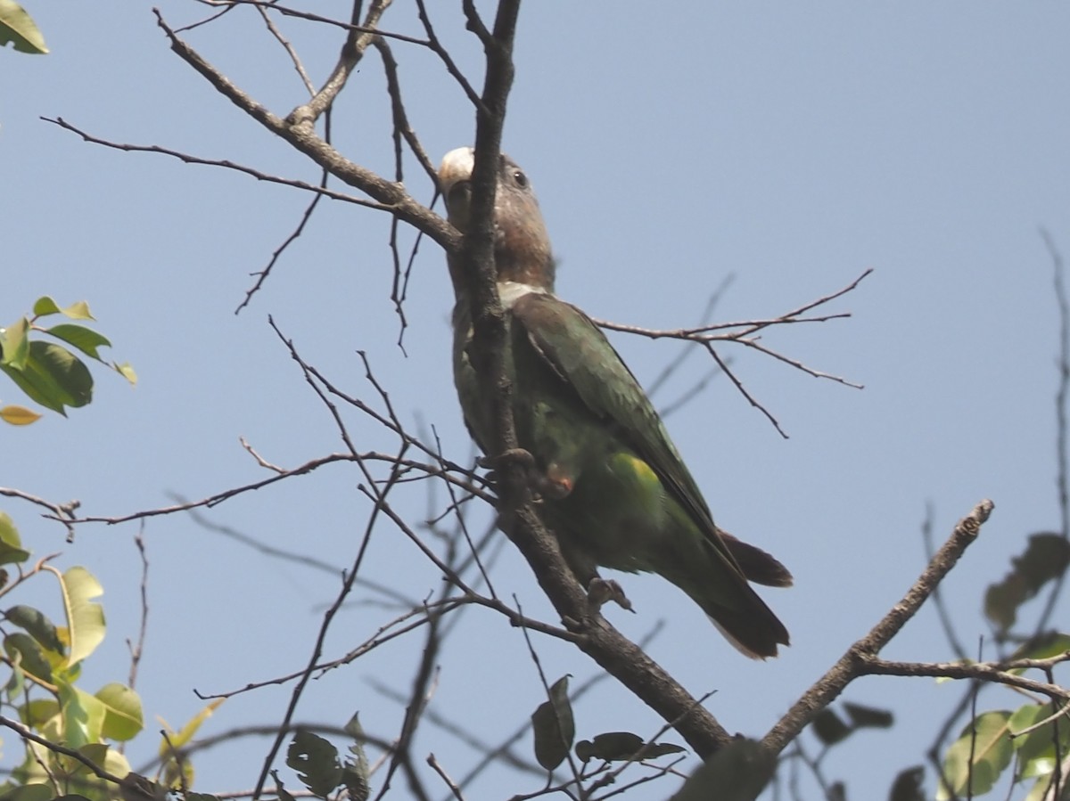 Brown-necked Parrot - ML612840245