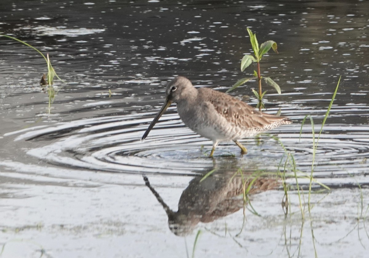 Long-billed Dowitcher - ML612840381