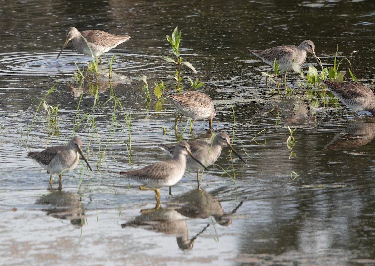 Long-billed Dowitcher - ML612840382