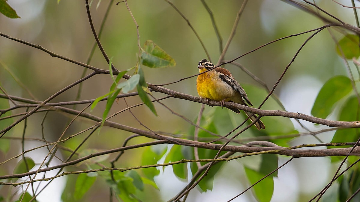 Golden-breasted Bunting - David Newell