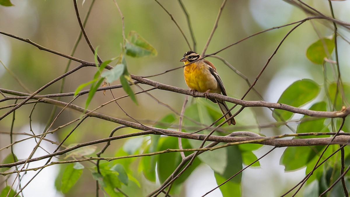 Golden-breasted Bunting - ML612840537