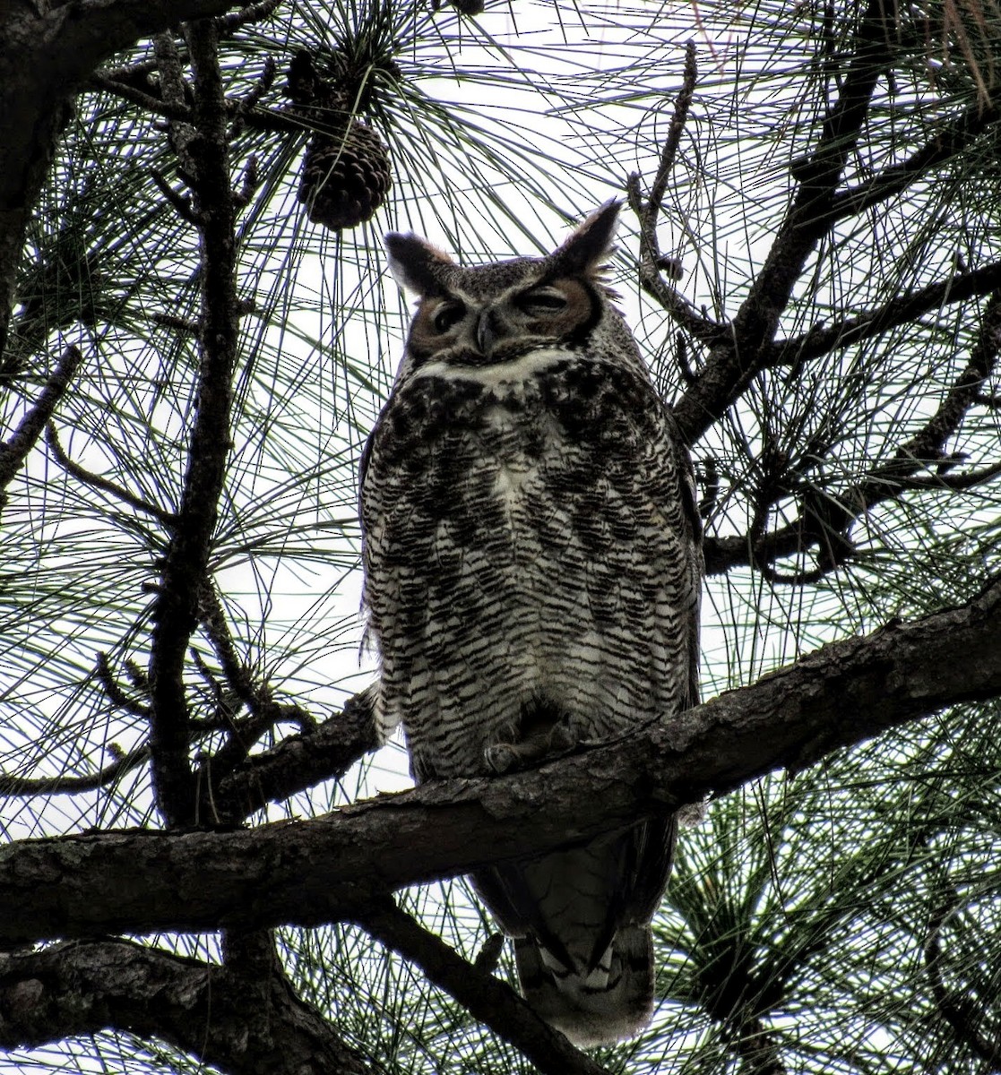 Great Horned Owl - ML612840687