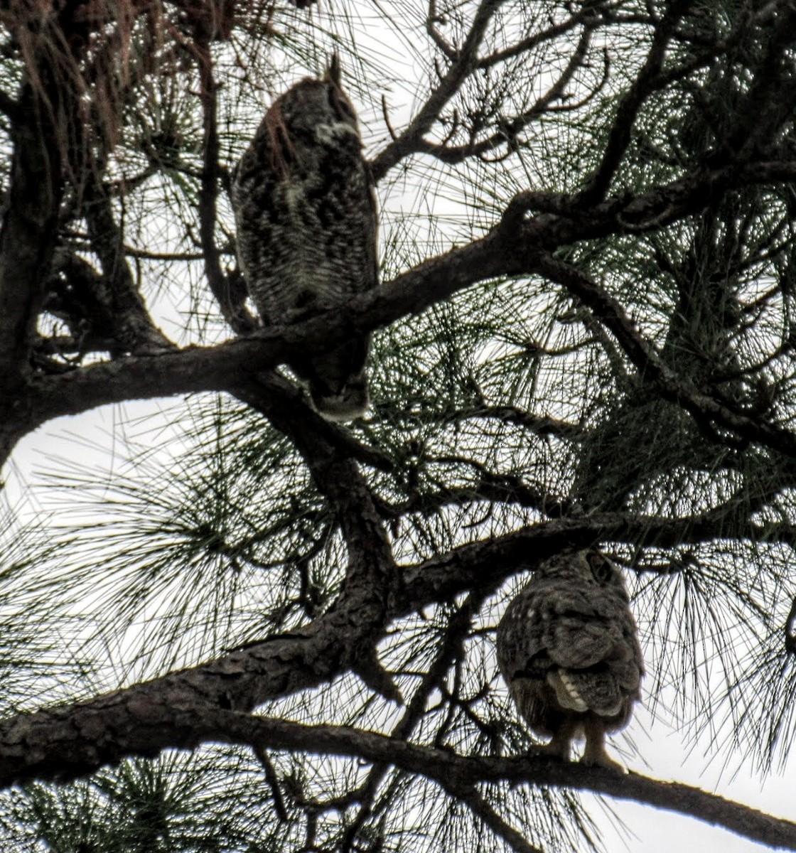 Great Horned Owl - ML612840695