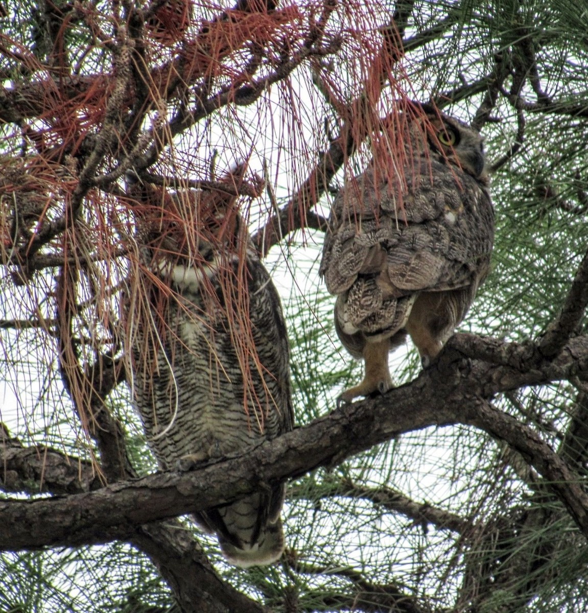Great Horned Owl - Marcia Yeip