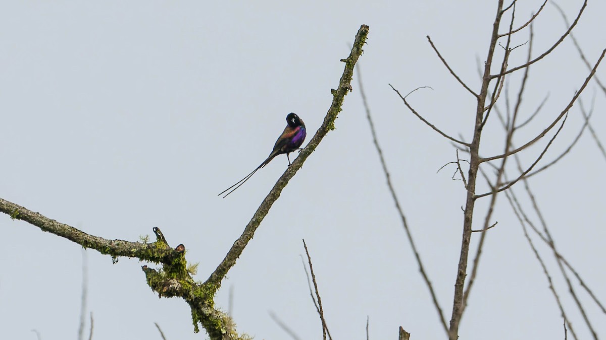 Purple-breasted Sunbird - ML612840752