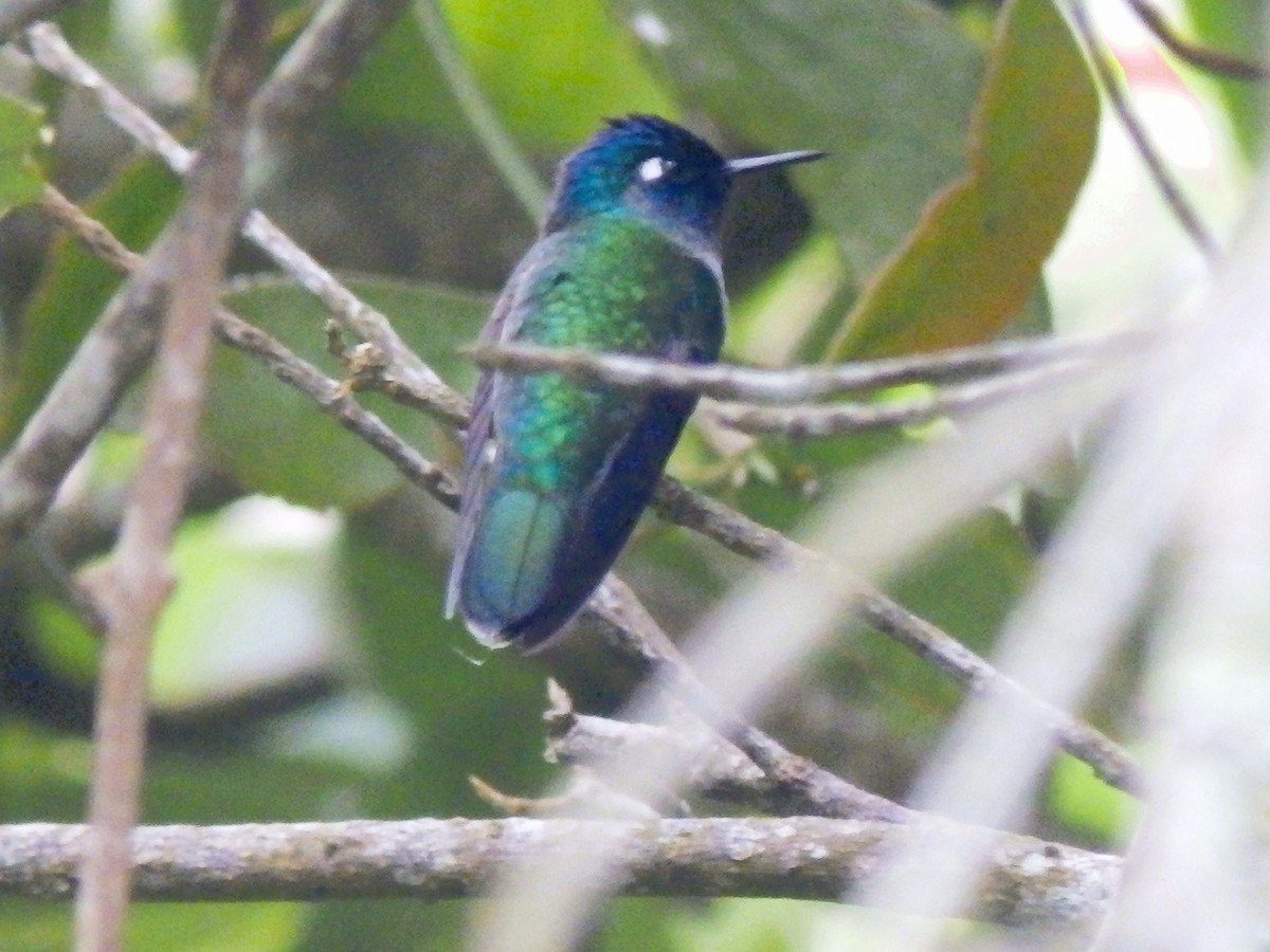 Violet-headed Hummingbird - ML612840901