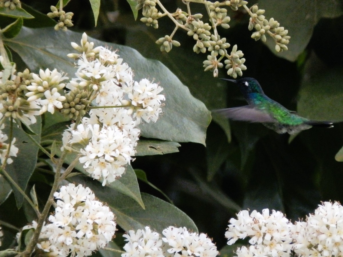 Violet-headed Hummingbird - ML612840910