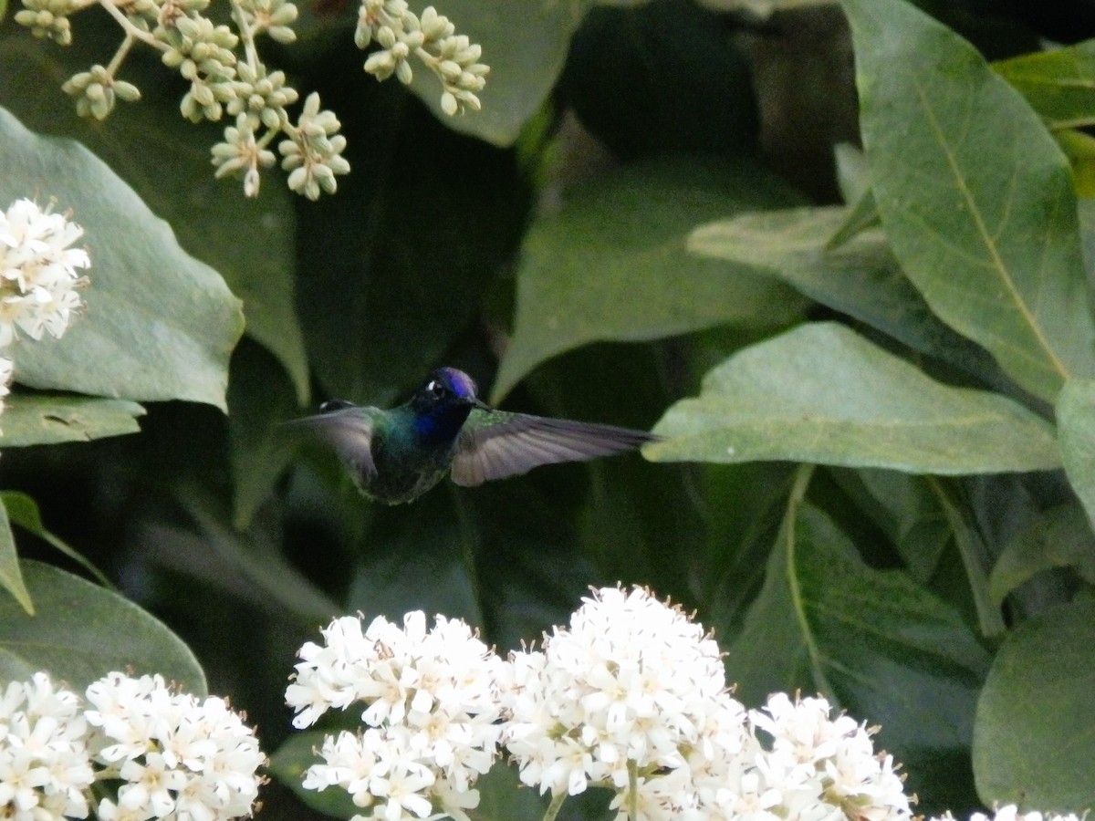 Violet-headed Hummingbird - ML612840912