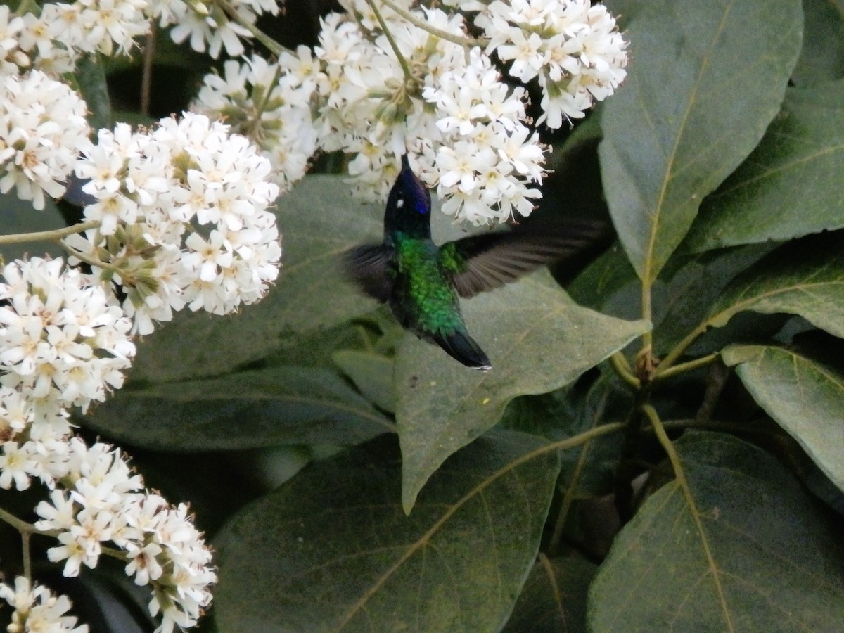 Violet-headed Hummingbird - ML612840914