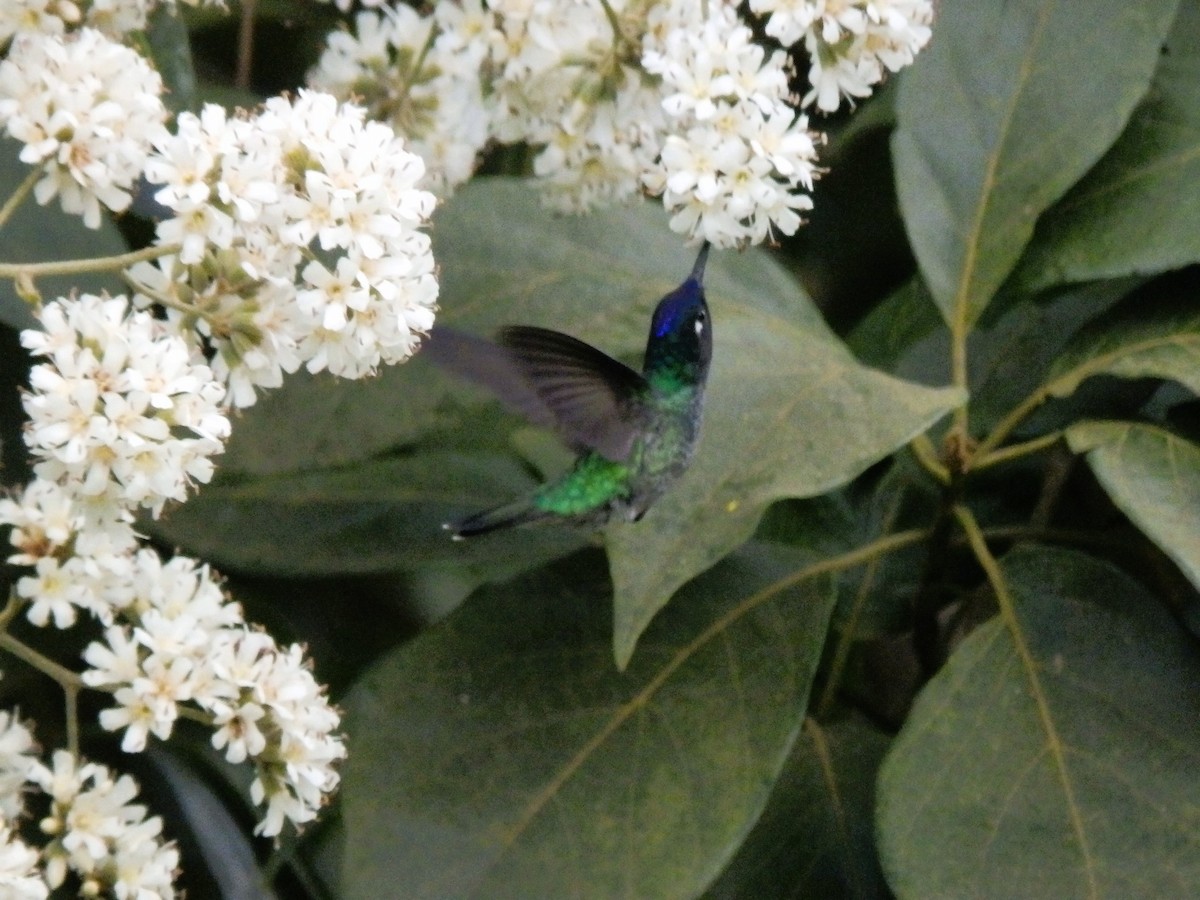 Violet-headed Hummingbird - ML612840916