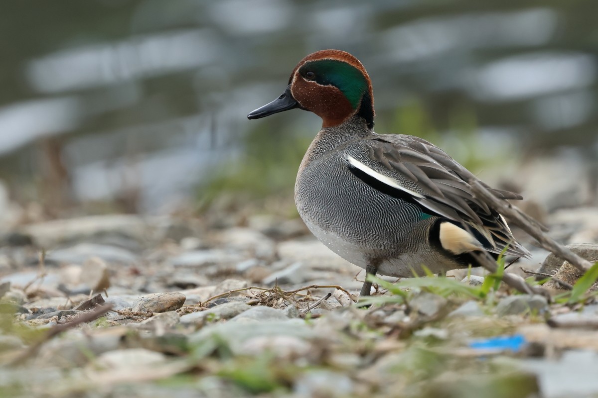 Green-winged Teal - ML612841073