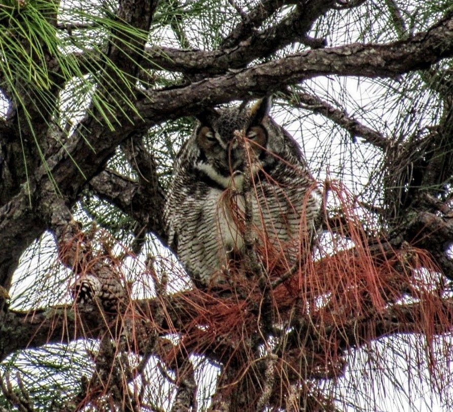Great Horned Owl - ML612841258